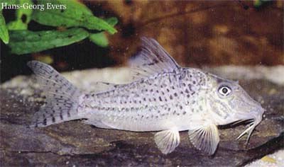Corydoras sp. C24